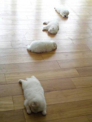 【ソーシャルディスタンス】な画像