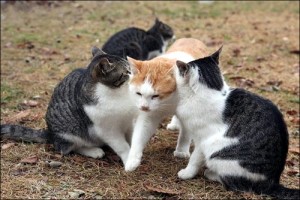 【ソーシャルディスタンス】な画像
