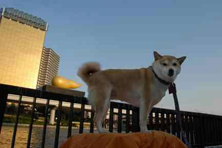 ガルちゃんでこの画像持ってるのはわたしだけ！選手権part3