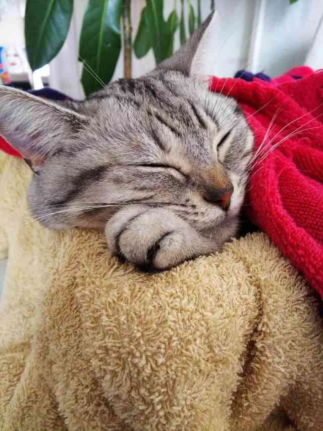 ガルちゃんでこの画像持ってるのはわたしだけ！選手権part3