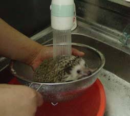 ガルちゃんでこの画像持ってるのはわたしだけ！選手権part3