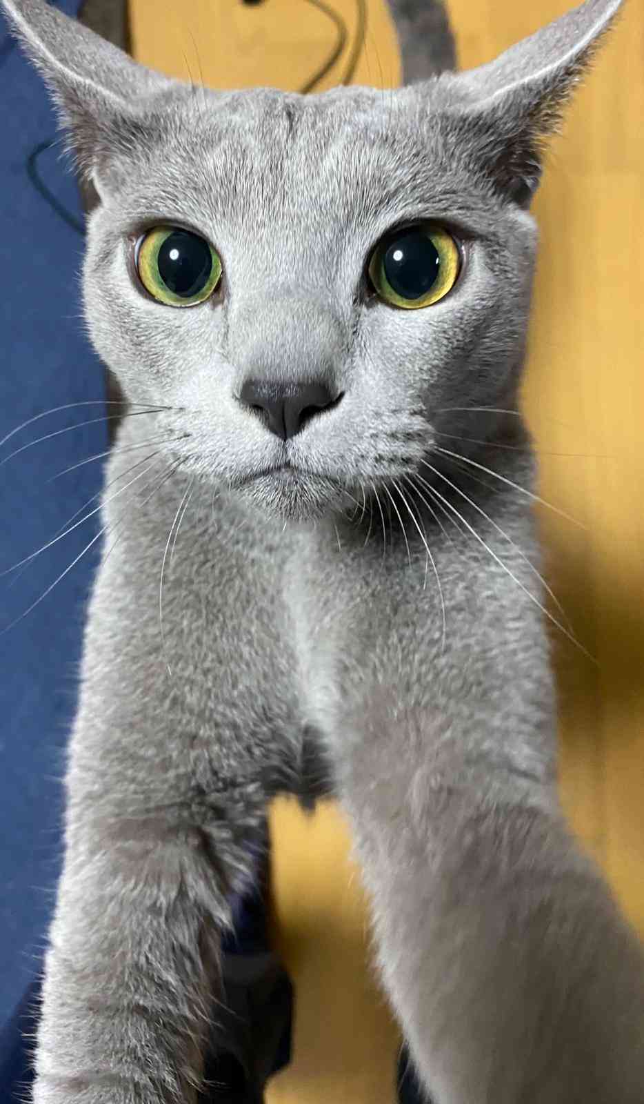 あざとい猫と寝顔ひどい猫を交互になってなくて良いから貼るトピ🐾part2