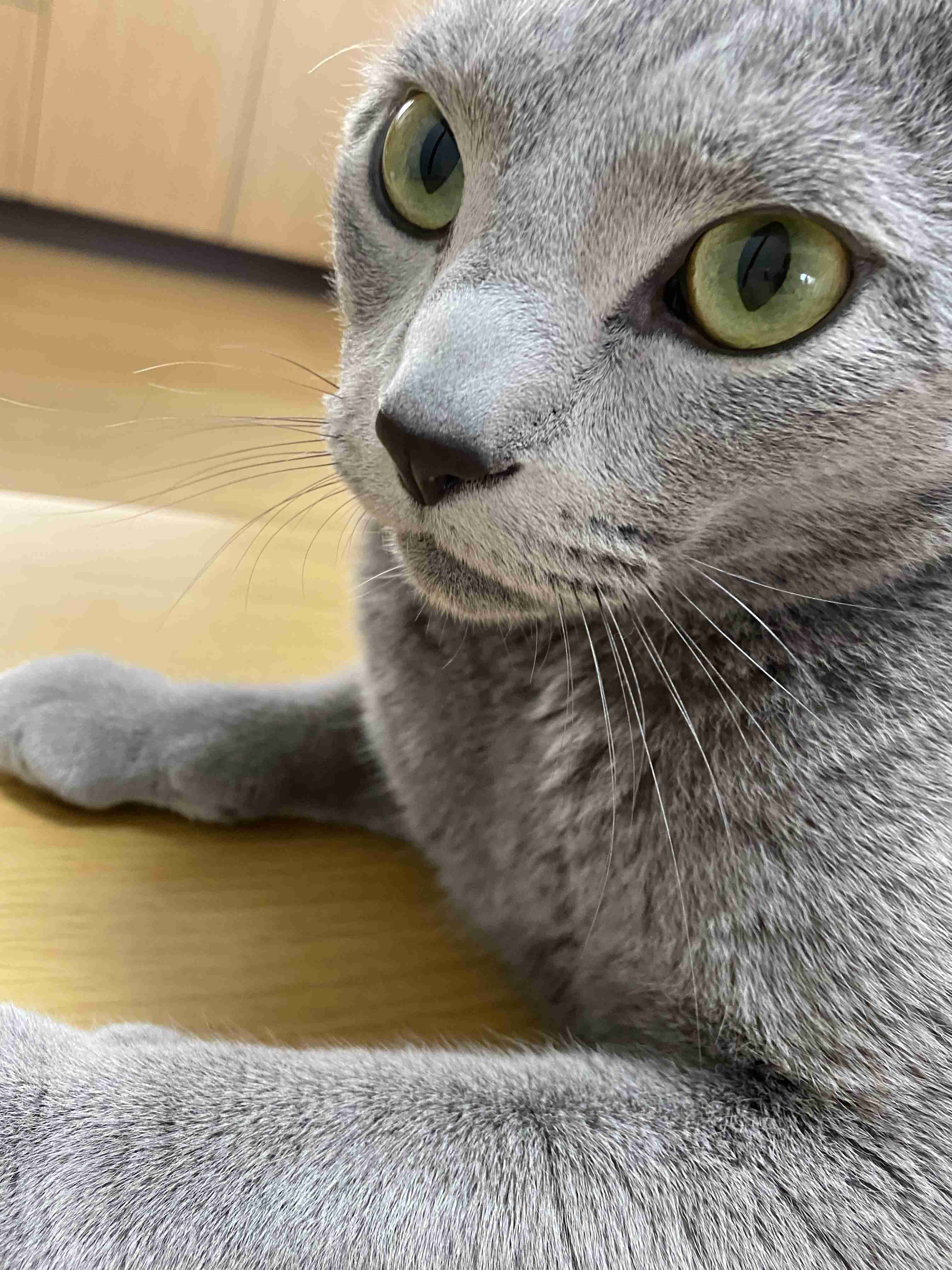 あざとい猫と寝顔ひどい猫を交互になってなくて良いから貼るトピ🐾part2