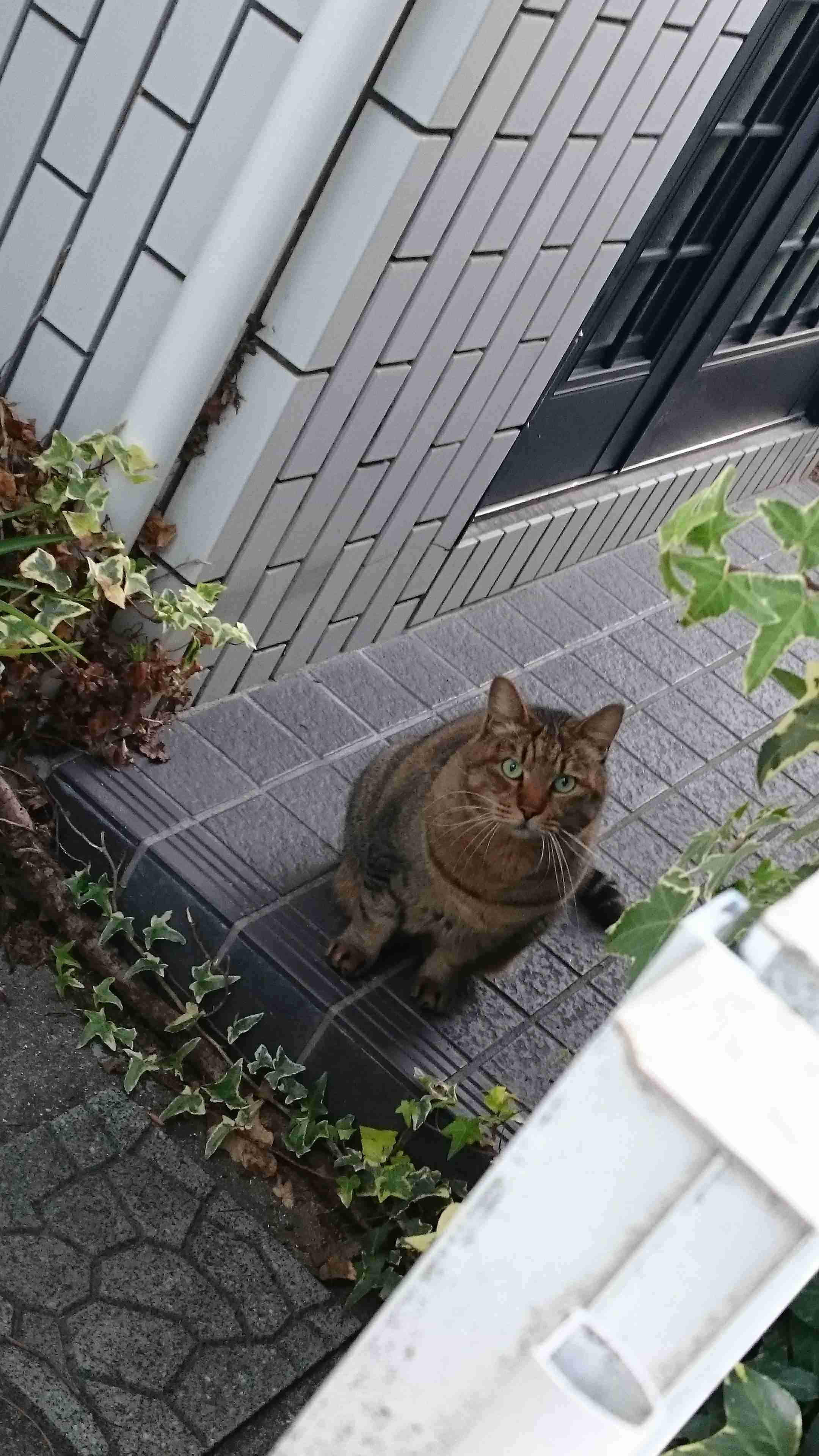 あざとい猫と寝顔ひどい猫を交互になってなくて良いから貼るトピ🐾part2