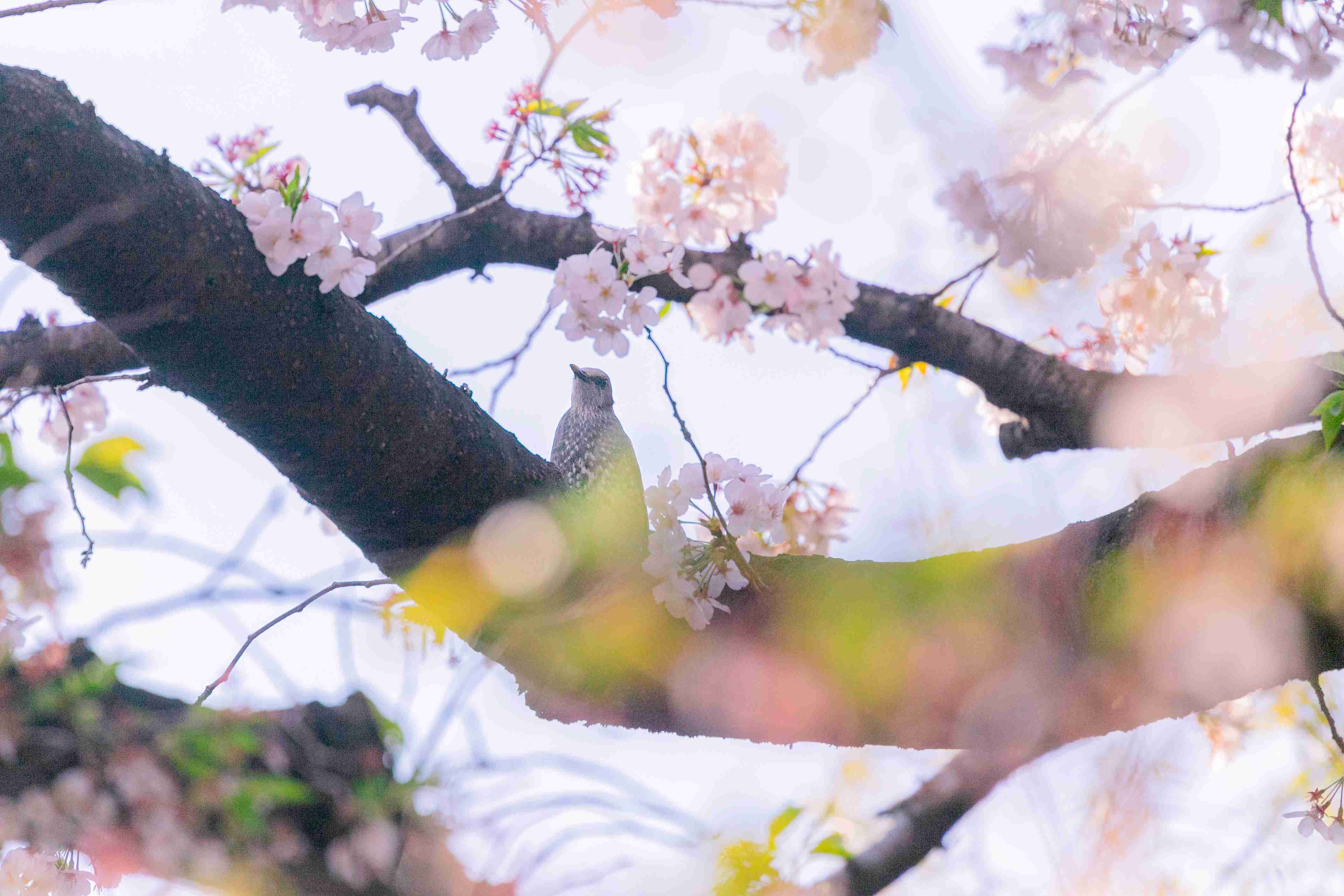 【4月】意識低い系トピ
