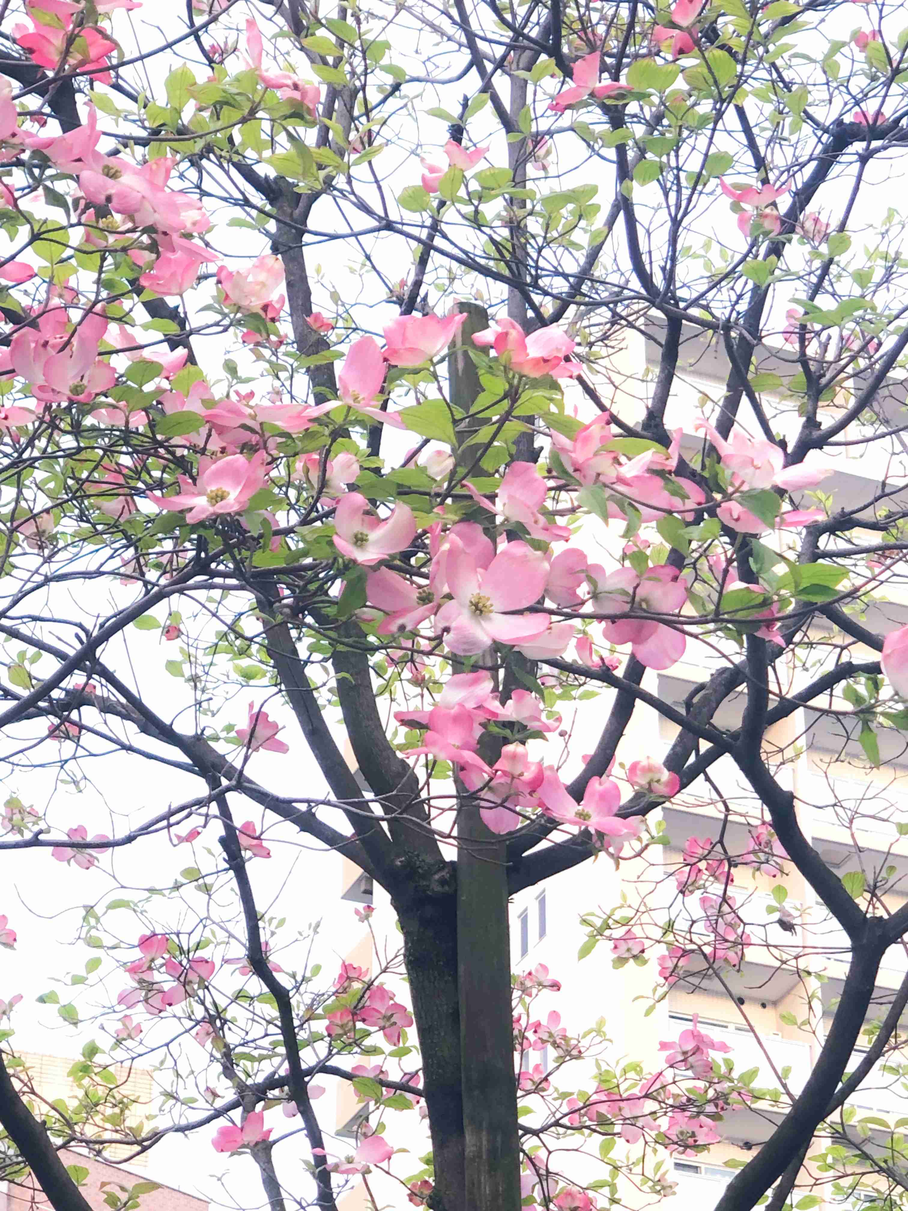 【4月】意識低い系トピ