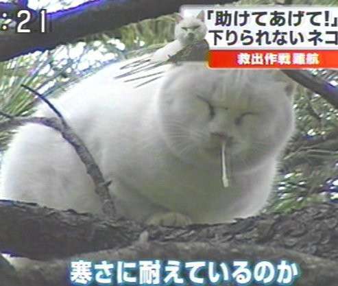 【4月】意識低い系トピ