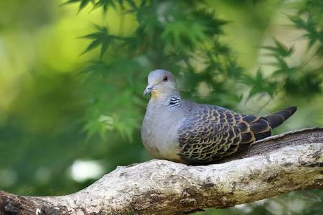 ベランダに鳩が来る‼︎