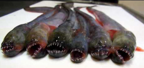 【閲覧注意】自分的に食べられそうなゲテモノ、食べられなさそうなゲテモノ