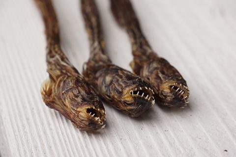【閲覧注意】自分的に食べられそうなゲテモノ、食べられなさそうなゲテモノ