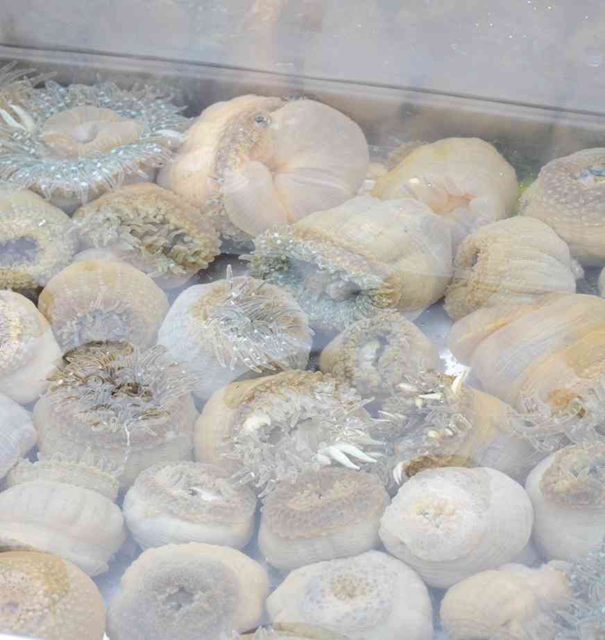 【閲覧注意】自分的に食べられそうなゲテモノ、食べられなさそうなゲテモノ