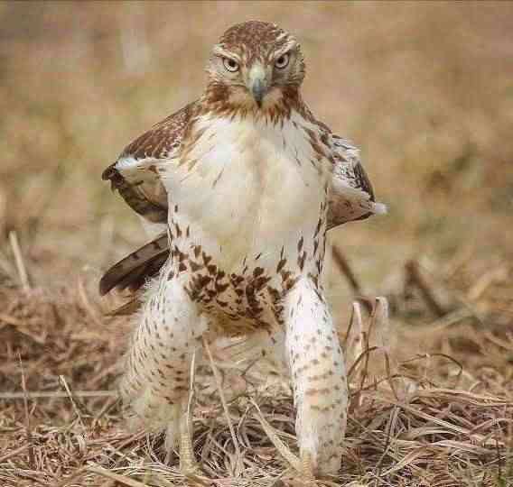 ヤンキーな動物の画像やGIFが集まるトピ