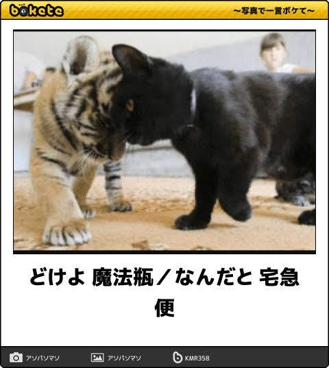ヤンキーな動物の画像やGIFが集まるトピ