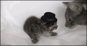 ヤンキーな動物の画像やGIFが集まるトピ