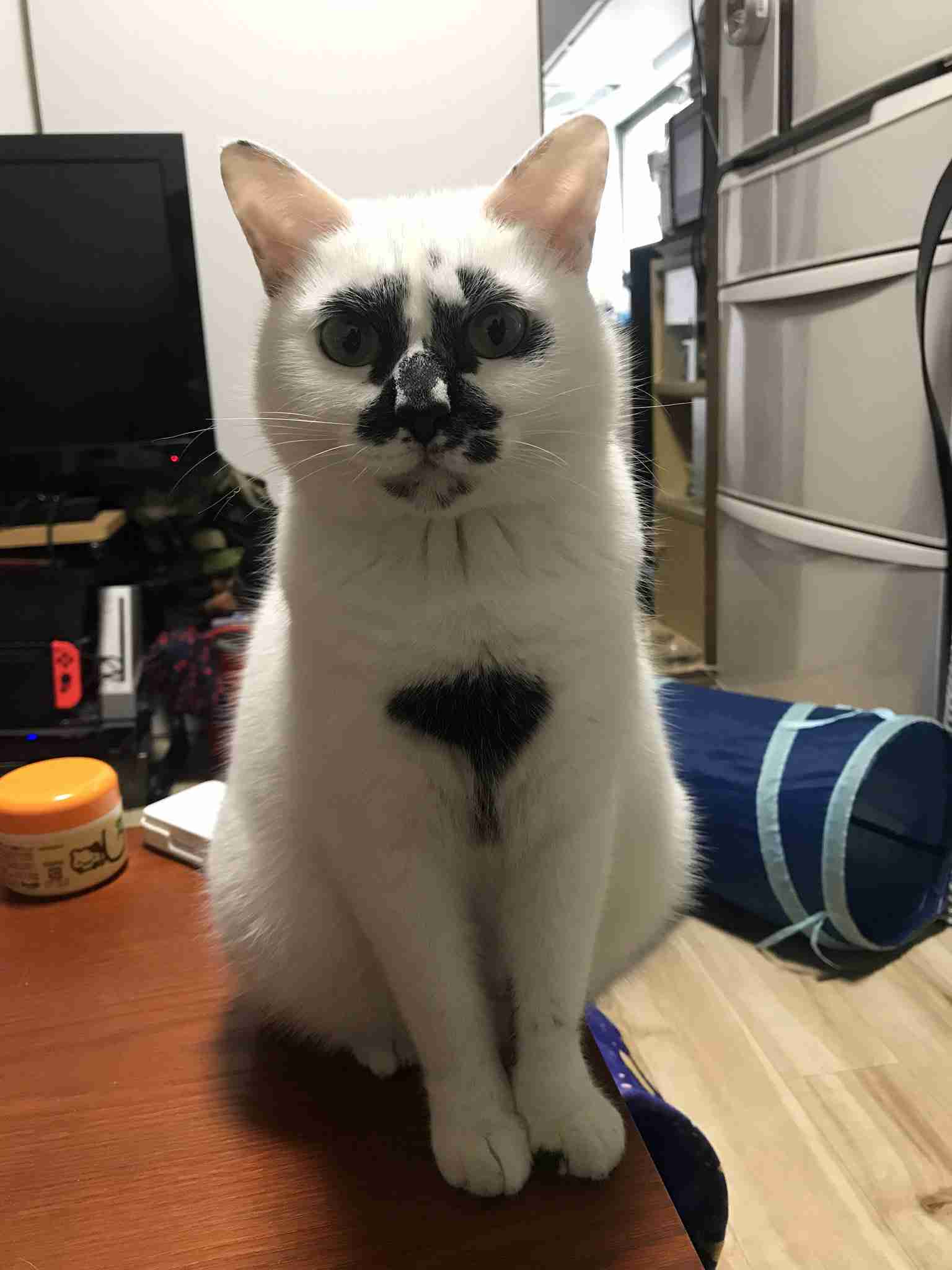 ヤンキーな動物の画像やGIFが集まるトピ