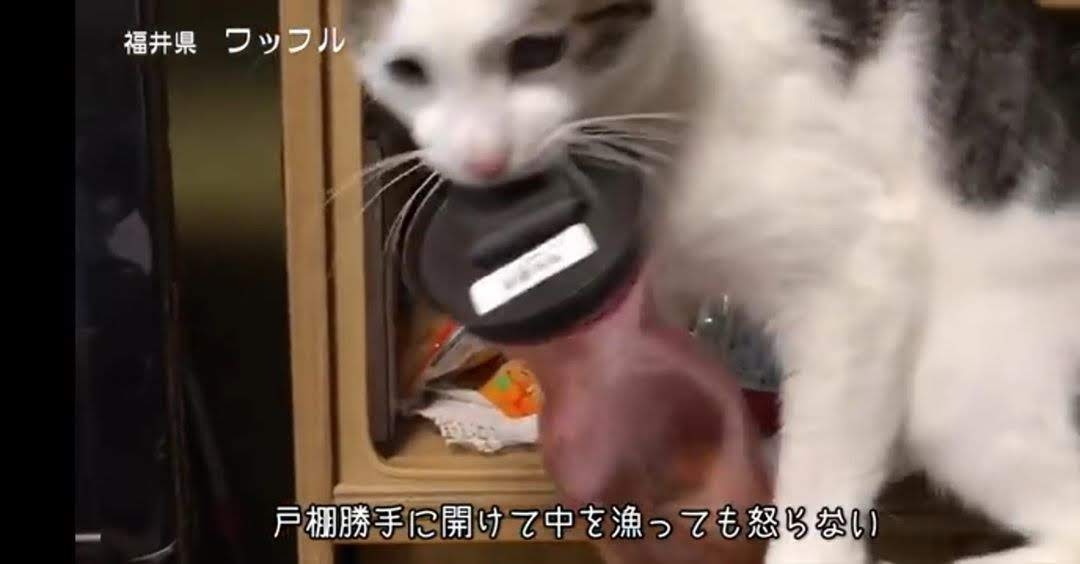 ヤンキーな動物の画像やGIFが集まるトピ