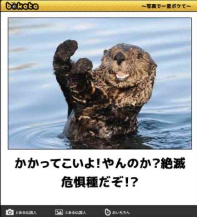 ヤンキーな動物の画像やGIFが集まるトピ