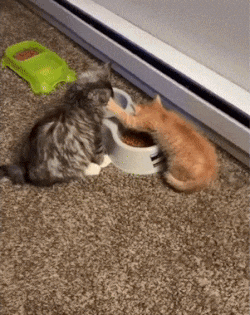 ヤンキーな動物の画像やGIFが集まるトピ