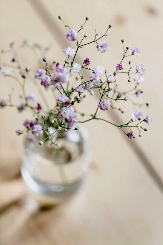 【画像】花と花瓶