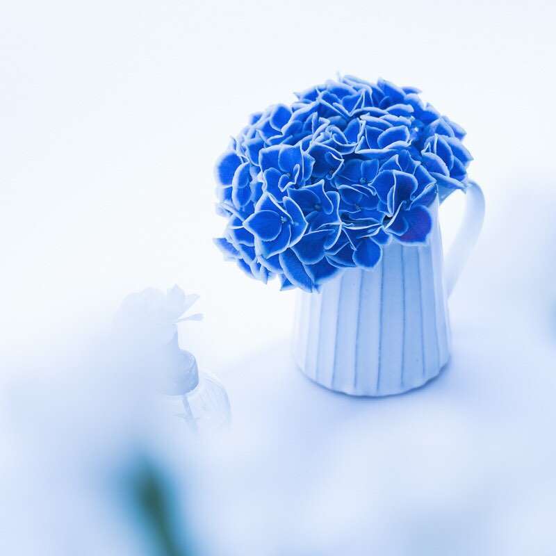 【画像】花と花瓶
