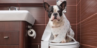 犬のトイレトレーニング