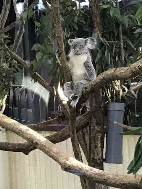 休園中の動物園がコアラのセクシーポーズを公開 「人はいってる？」「ウインクしてる」の声