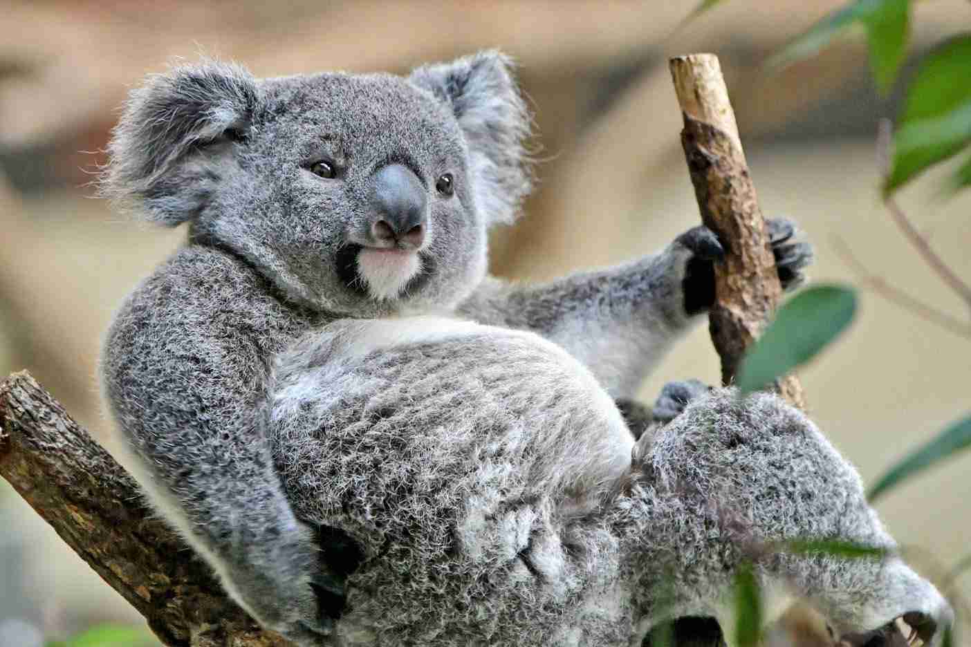 休園中の動物園がコアラのセクシーポーズを公開 「人はいってる？」「ウインクしてる」の声