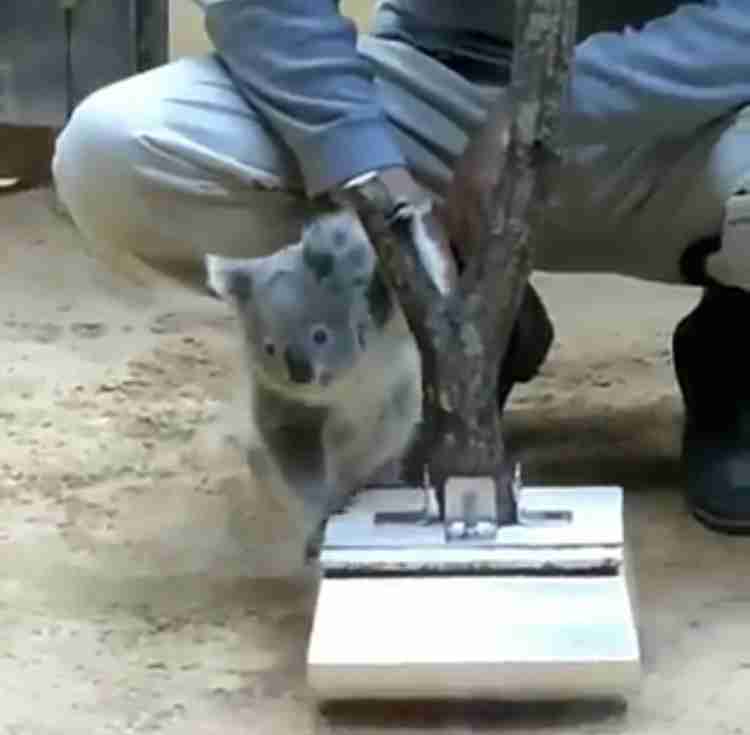 休園中の動物園がコアラのセクシーポーズを公開 「人はいってる？」「ウインクしてる」の声
