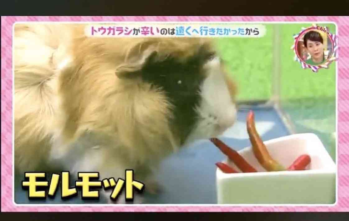 嵐・相葉雅紀が「志村どうぶつ園」“相続”　番組名変えずメインMCに