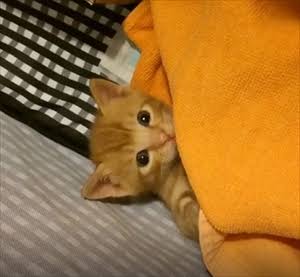 猫が苦手な人、嫌いな人集まれ～part5