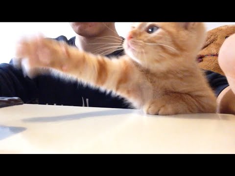 猫が苦手な人、嫌いな人集まれ～part5