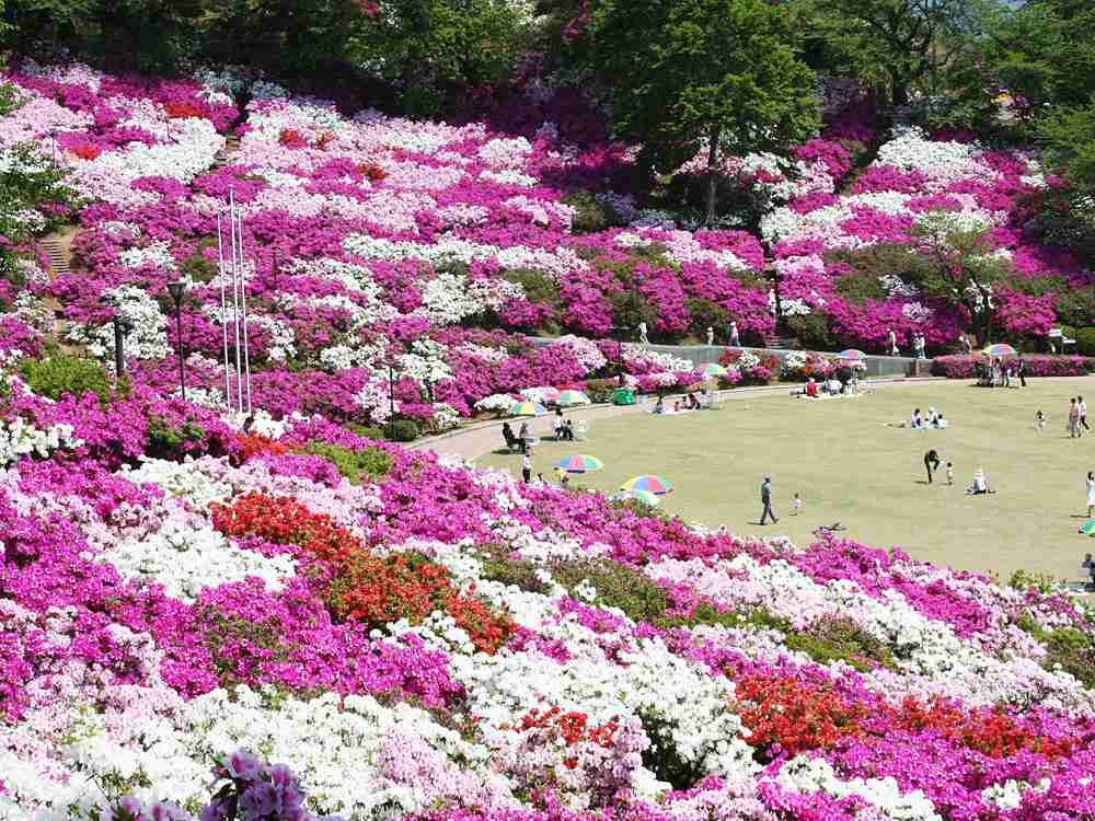 樹齢600年超“黒木の大藤”の花、刈り取りへ…人出多く苦渋の決断