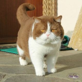JO1川尻蓮、NYタイムズスクエアのファン出資広告額に驚愕