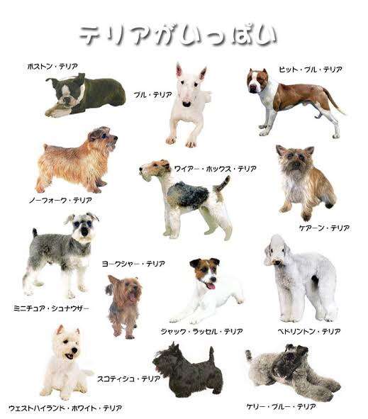ガルちゃんで画像（サイト）を貼り付ける方法＆練習Part26