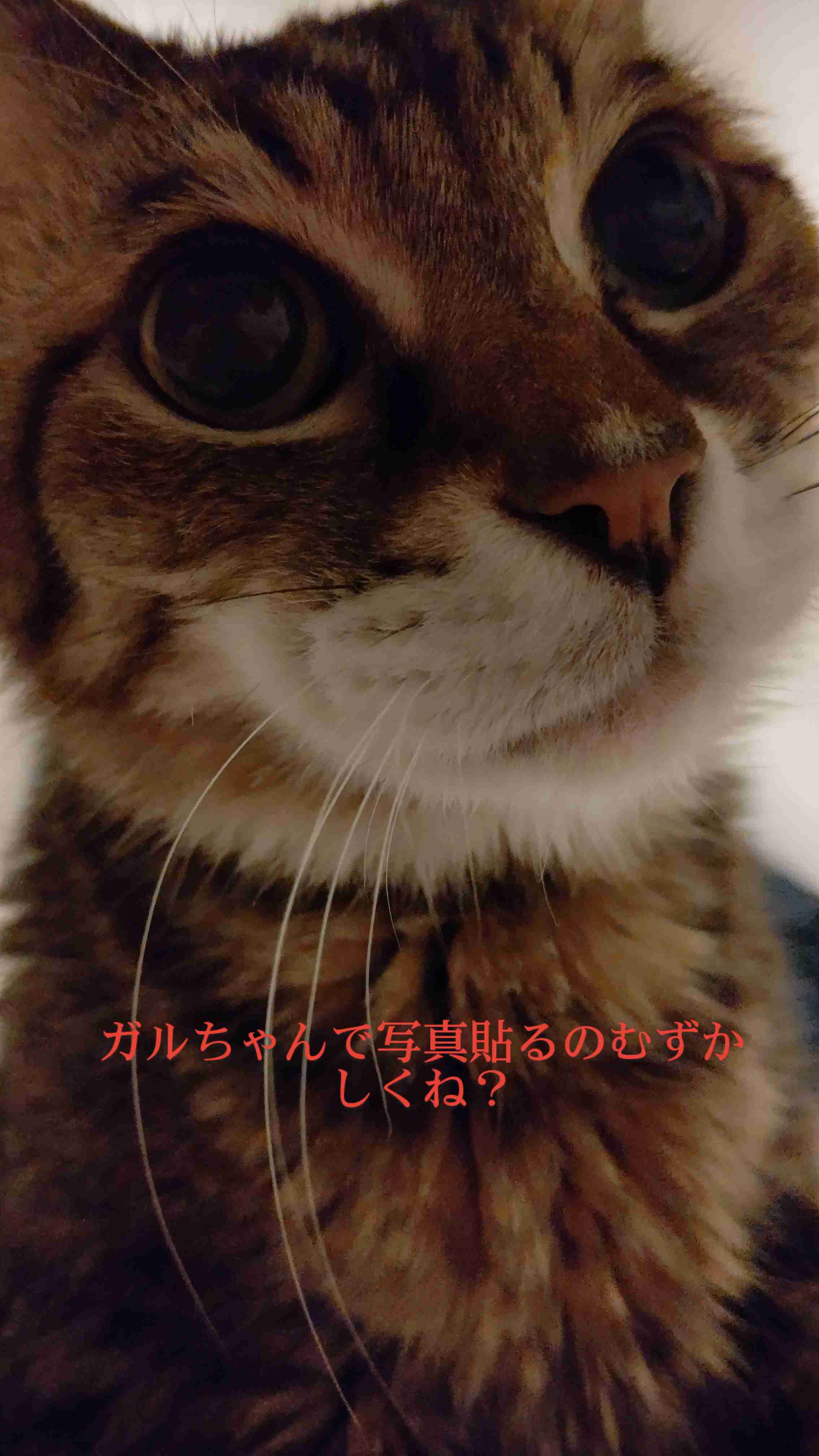 ガルちゃんで画像（サイト）を貼り付ける方法＆練習Part26