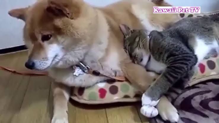 【スギちゃん雑談】大変なことはたくさんあるけど乗り切ろうぜぇpart47