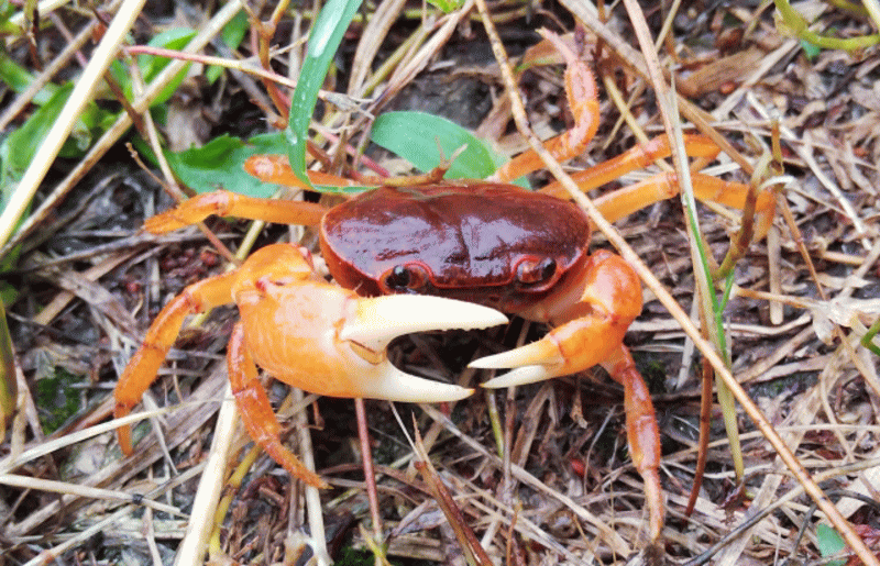 急に冷めてしまった…芸能人編