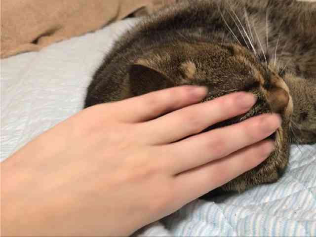 ガルちゃん、手タレオーディション!part2
