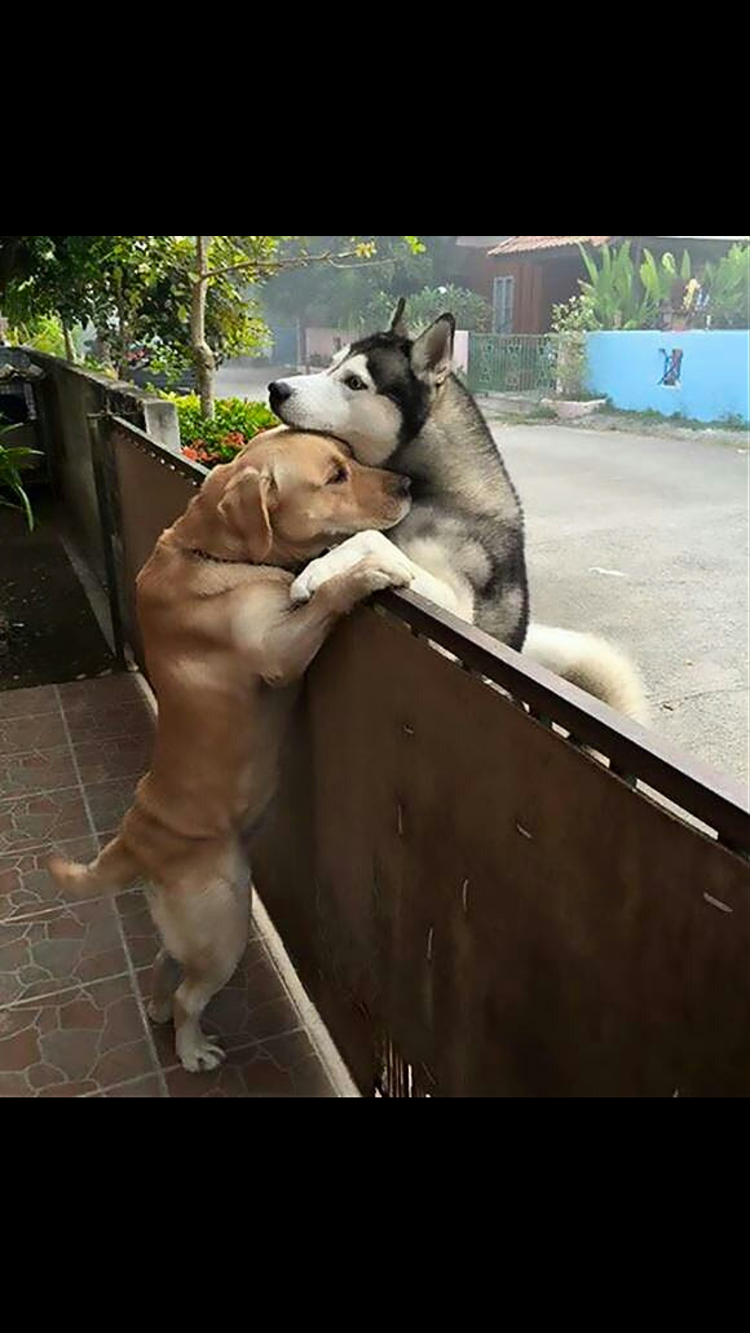 散歩に出た犬　10か月前に離れ離れになったきょうだいを見つけハグ（英）