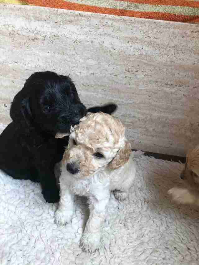 散歩に出た犬　10か月前に離れ離れになったきょうだいを見つけハグ（英）