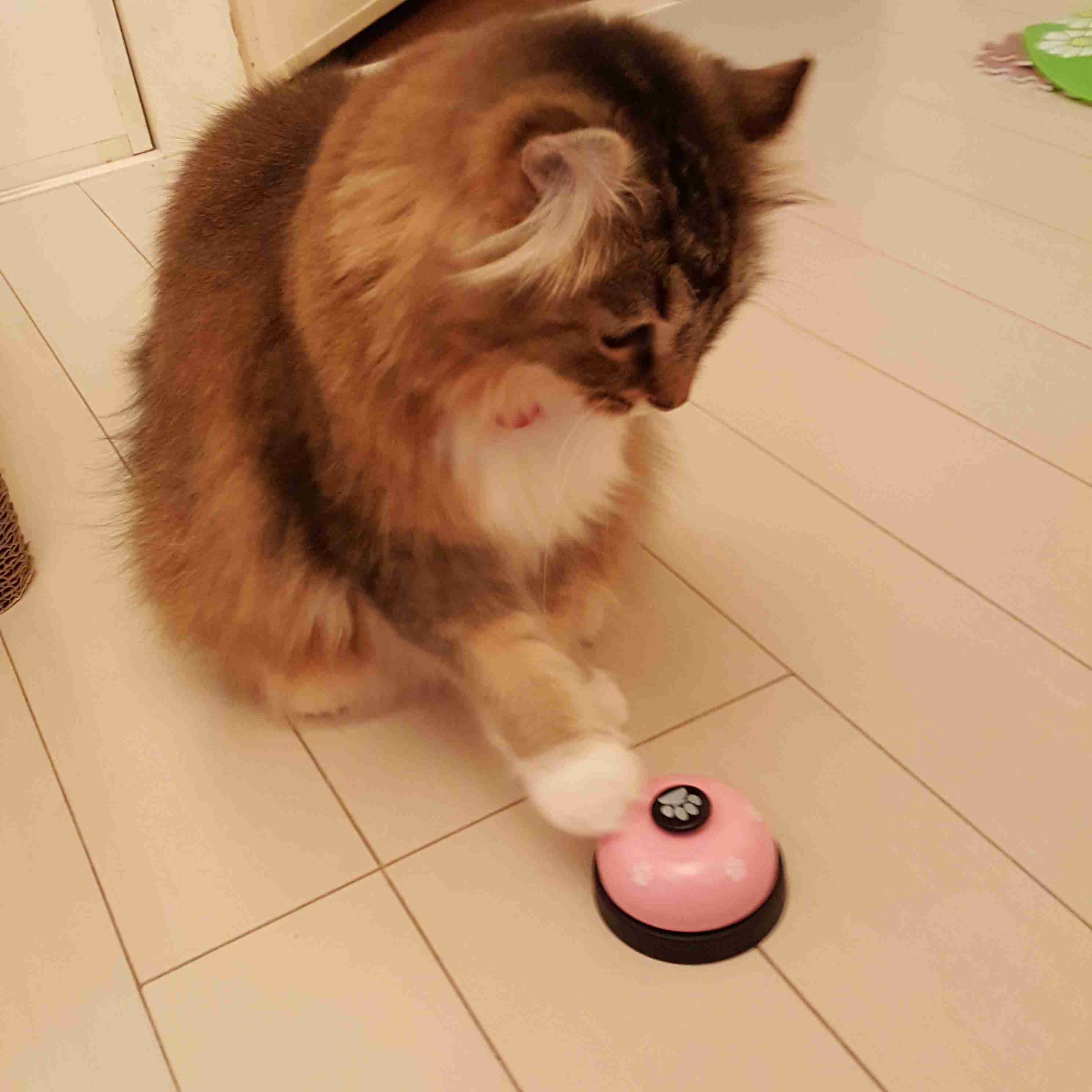猫、ウォーターサーバーの仕組みを理解する