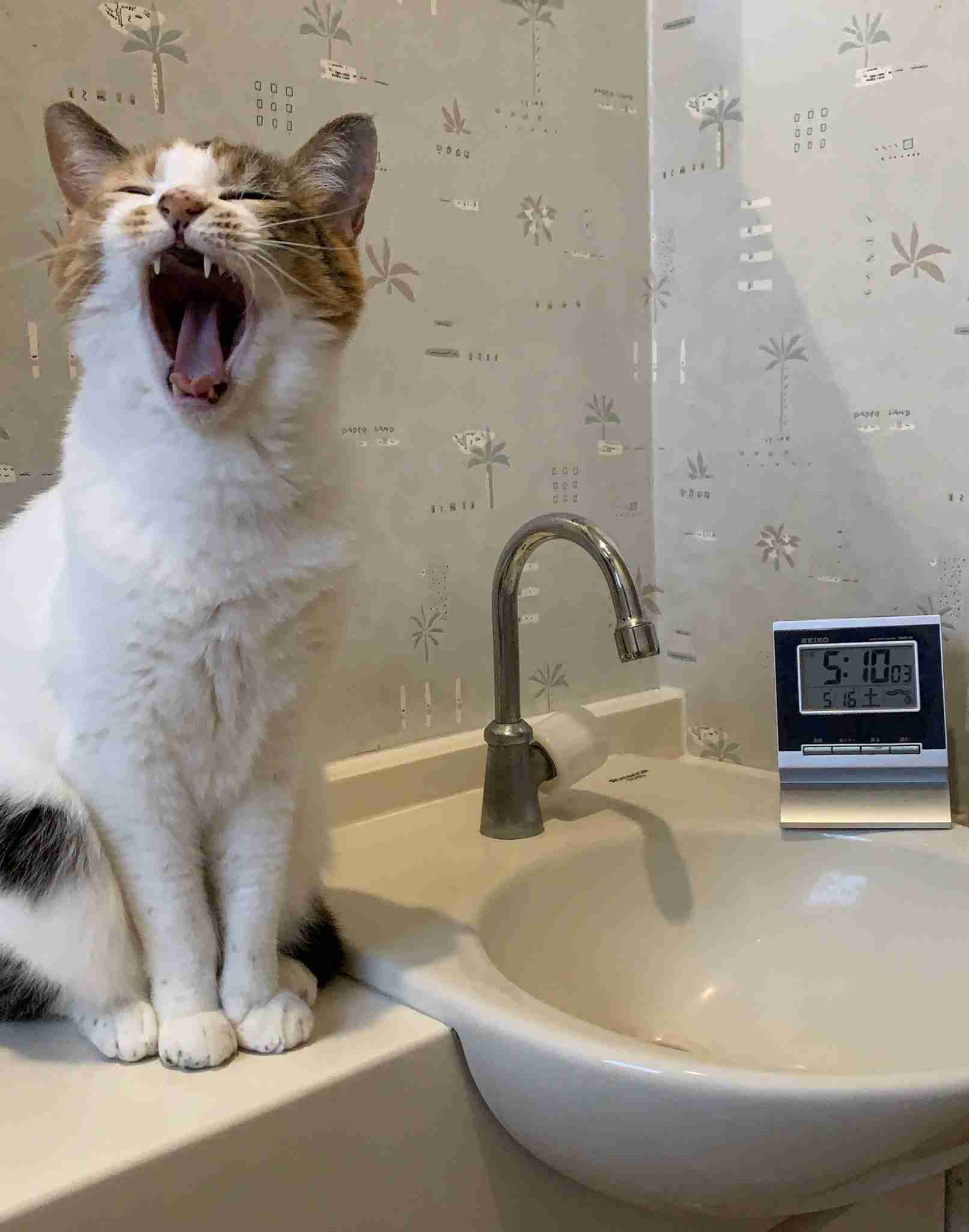 猫、ウォーターサーバーの仕組みを理解する