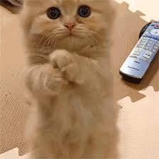 猫、ウォーターサーバーの仕組みを理解する