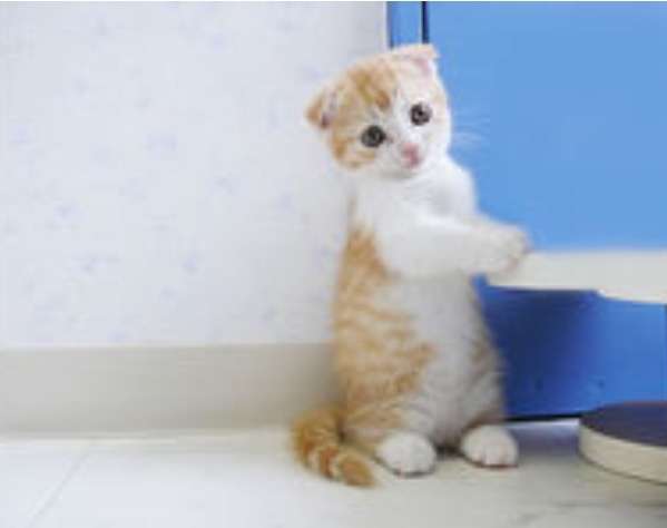 猫、ウォーターサーバーの仕組みを理解する