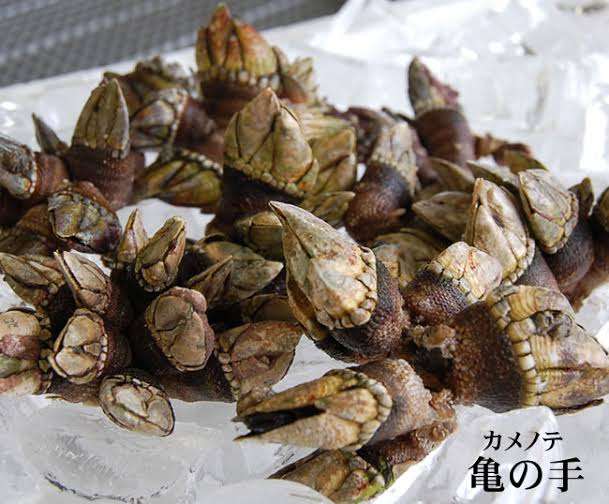 今までで 一度も口にした事がない食べ物