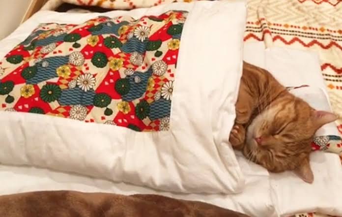 「嘘みたいだろ…？寝てるんだぜ、これ……」 自由過ぎるにゃんこの寝相がTwitterで大人気に