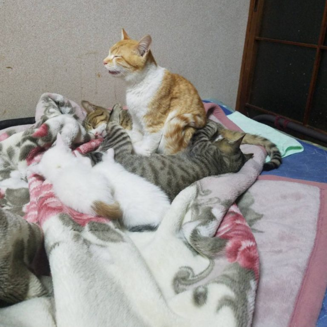 「嘘みたいだろ…？寝てるんだぜ、これ……」 自由過ぎるにゃんこの寝相がTwitterで大人気に