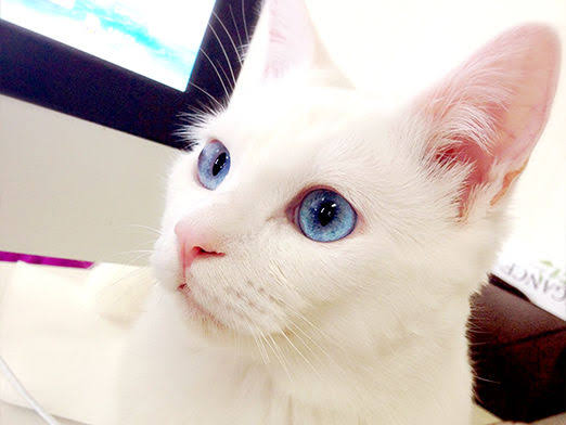 「嘘みたいだろ…？寝てるんだぜ、これ……」 自由過ぎるにゃんこの寝相がTwitterで大人気に