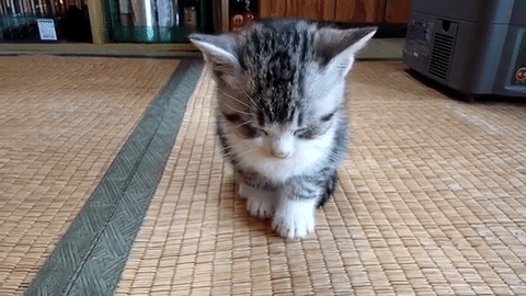 「嘘みたいだろ…？寝てるんだぜ、これ……」 自由過ぎるにゃんこの寝相がTwitterで大人気に