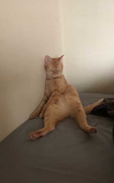 「嘘みたいだろ…？寝てるんだぜ、これ……」 自由過ぎるにゃんこの寝相がTwitterで大人気に